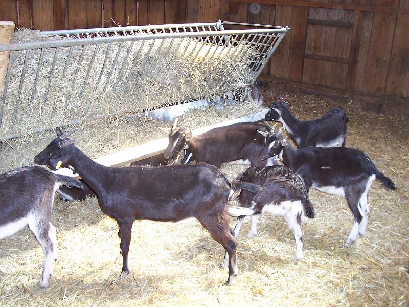 la ferme de cabrials (7).JPG